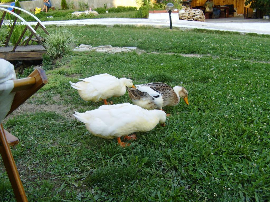 Guesthouse Classic Dospat Zewnętrze zdjęcie